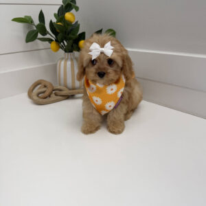 Belle - F Cavapoo Puppy - Litter --_