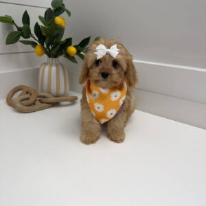 Belle - F Cavapoo Puppy - Litter --_