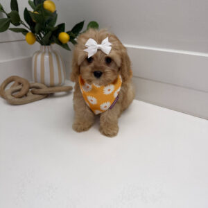 Belle - F Cavapoo Puppy - Litter --_