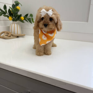 Belle - F Cavapoo Puppy - Litter --_