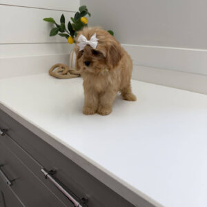 Belle - F Cavapoo Puppy - Litter --_