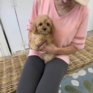 Belle - F Cavapoo Puppy - Litter --_