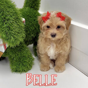 Belle - F Maltipoo Puppy - BPPP Litter --_