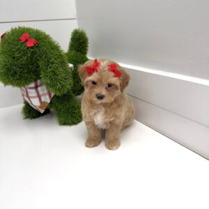 Belle - F Maltipoo Puppy - BPPP Litter --_