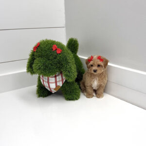 Belle - F Maltipoo Puppy - BPPP Litter --_