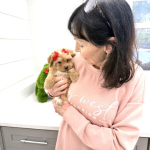 Belle - F Maltipoo Puppy - BPPP Litter --_