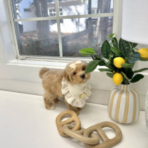 Belle - F Maltipoo Puppy - BPPP Litter --_