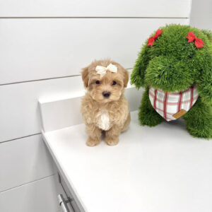 Belle - F Maltipoo Puppy - BPPP Litter --_