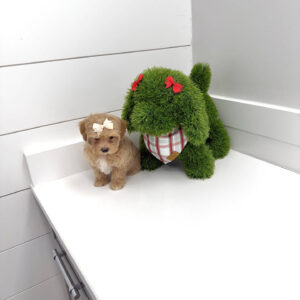 Belle - F Maltipoo Puppy - BPPP Litter --_