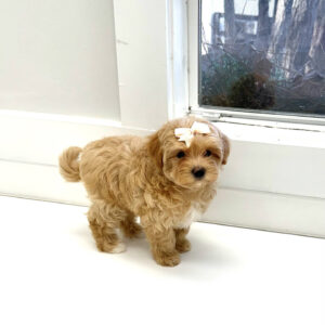 Belle - F Maltipoo Puppy - BPPP Litter --_