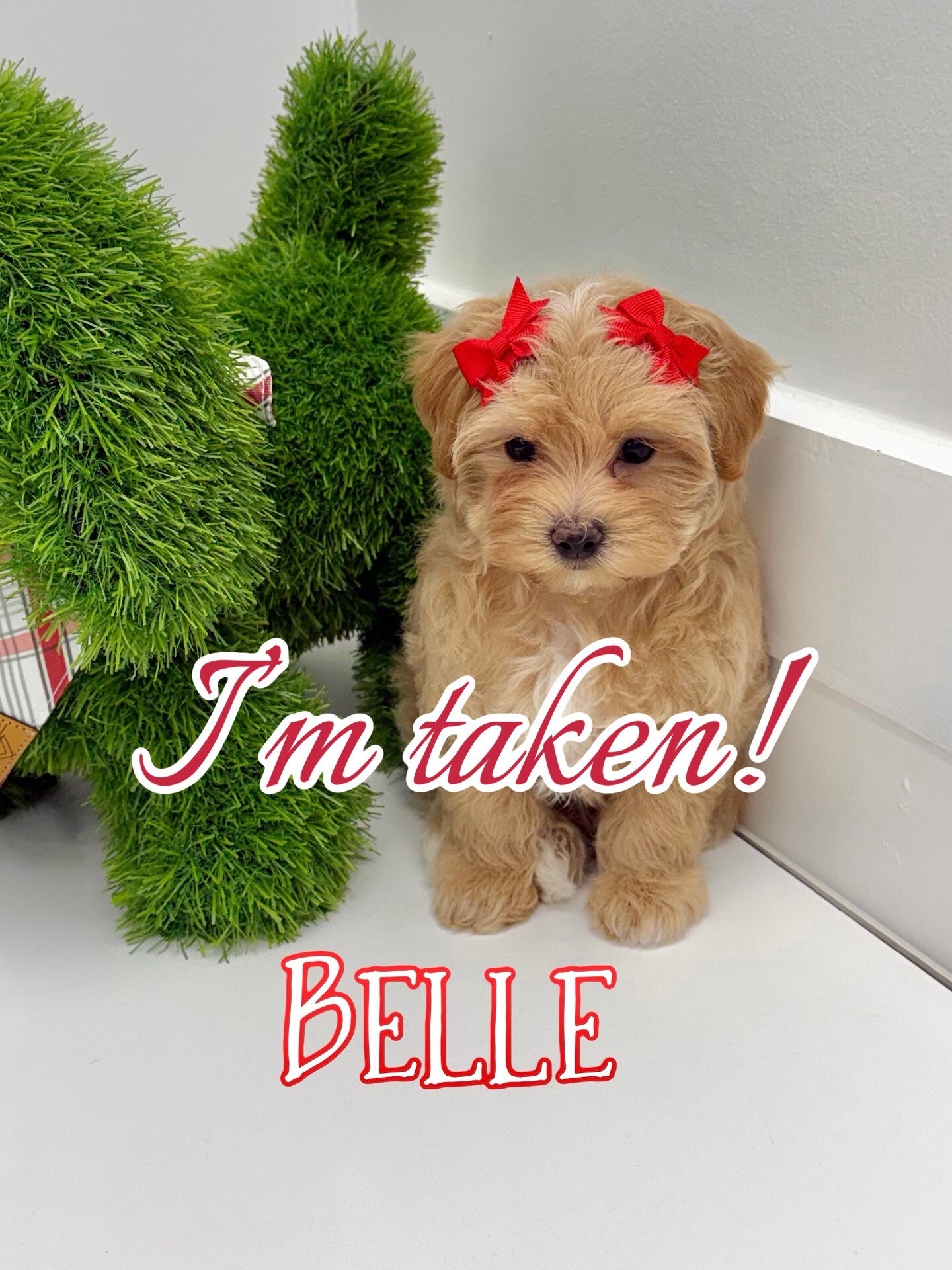 Belle - F Maltipoo Puppy - BPPP Litter --_Forever Home in Chicago- IL