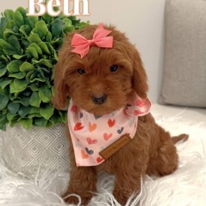 Beth - Female CKC FB Toy Mini Goldendoodle_