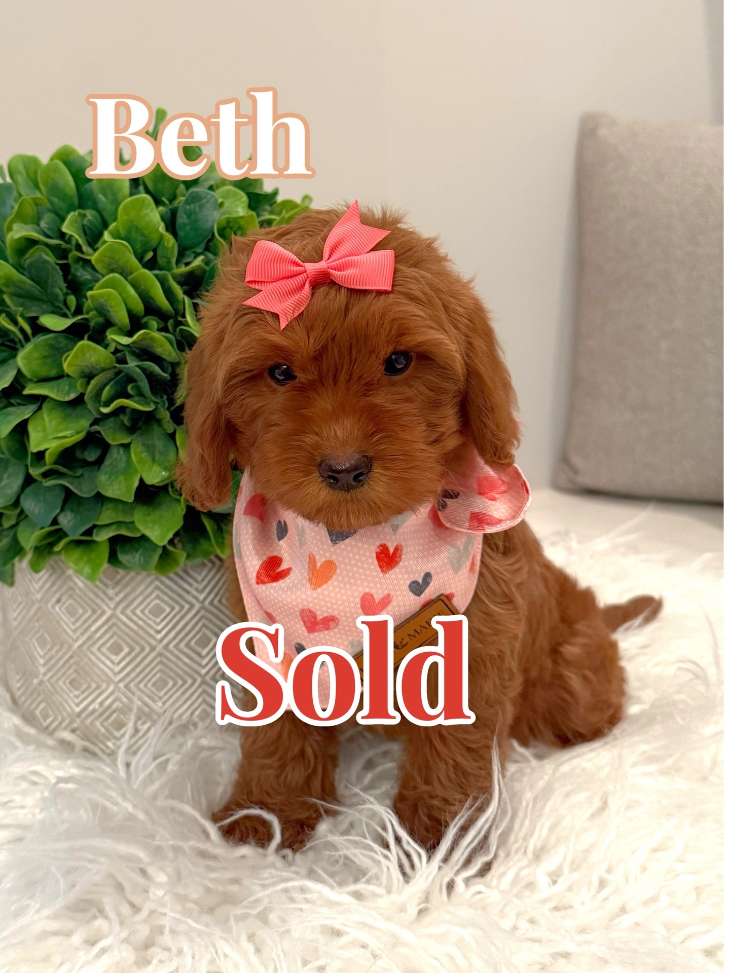 Beth - Female CKC FB Toy Mini Goldendoodle_Forever Home in Stuart VA