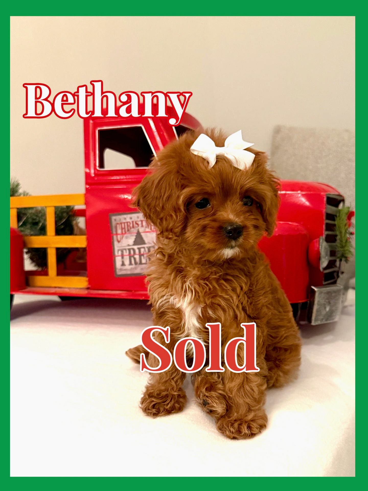 Bethany - Forever Home in Los Angeles- CA