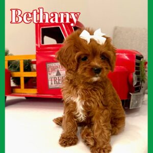 Bethany - Teddy Bear Red White Female F Cavapoo - BPPP