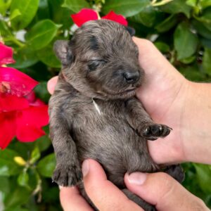 Birch - Male Toy Micro Goldendoodle