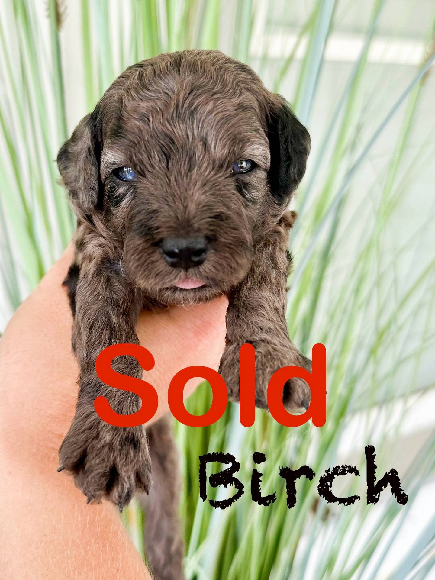 Birch - Male Toy Micro Goldendoodle - Forever Home in Albany GA