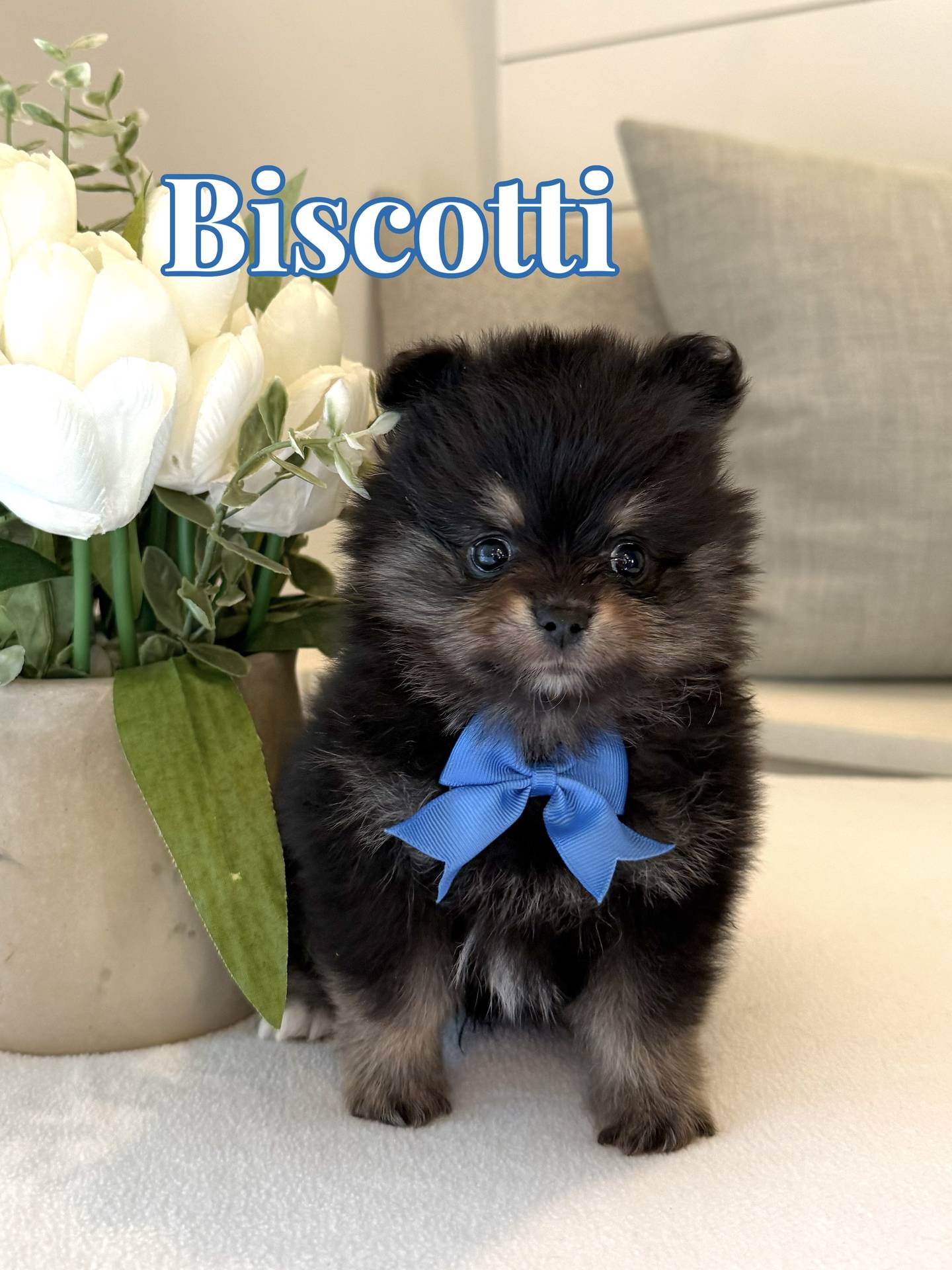 Biscotti - Male AKC Pomeranian