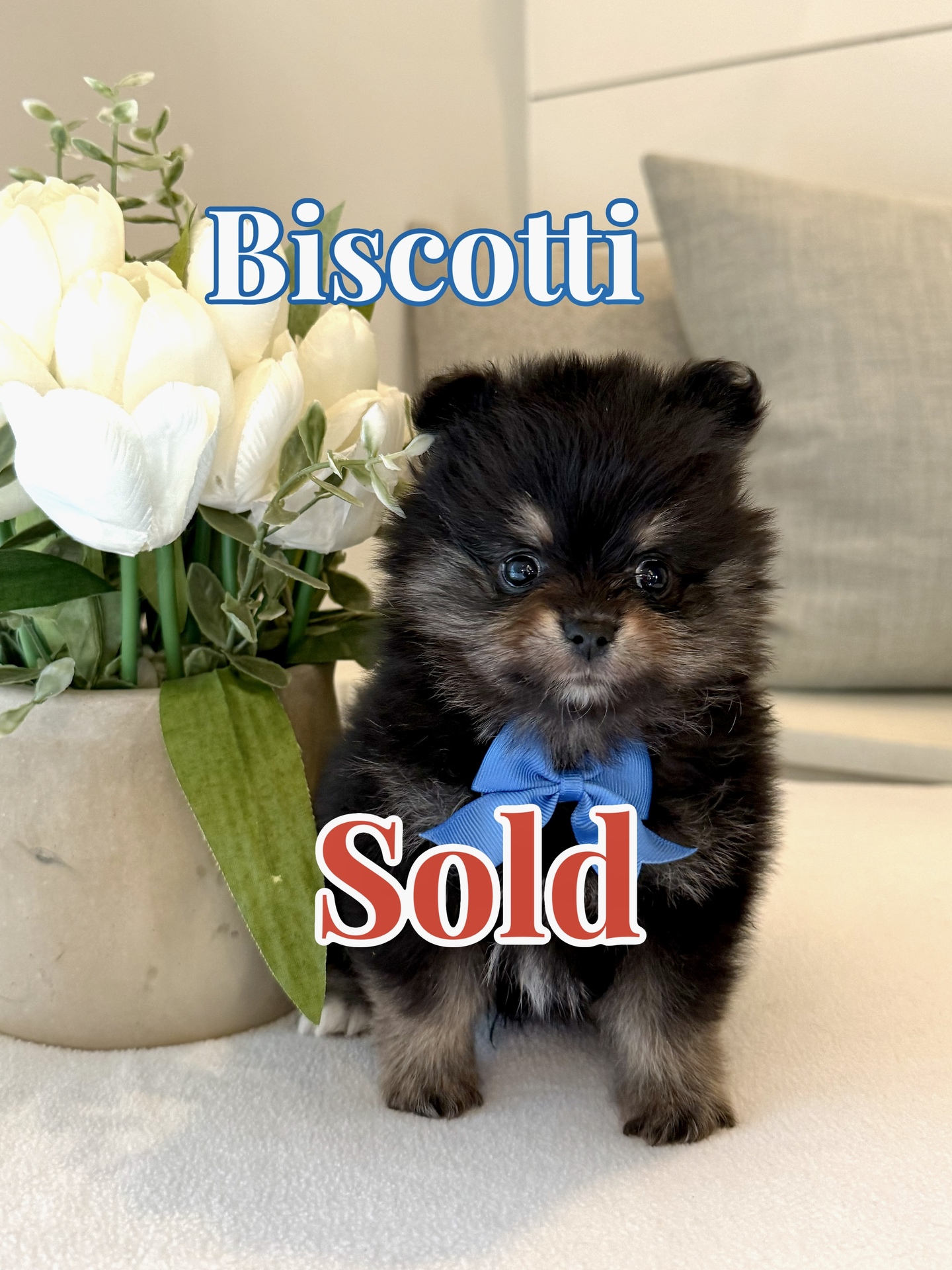 Biscotti - Male AKC Pomeranian - Forever Home in Niceville FL