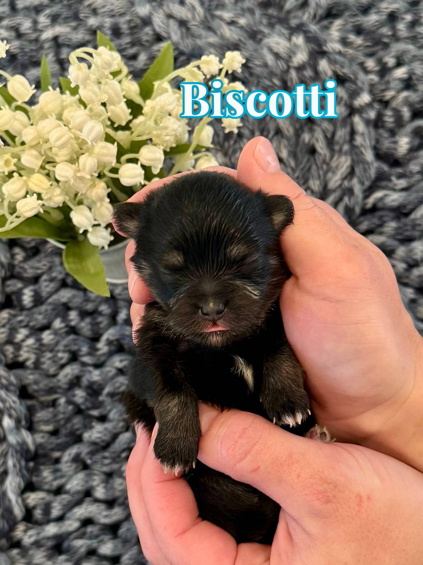 Biscotti - Male AKC Pomeranian