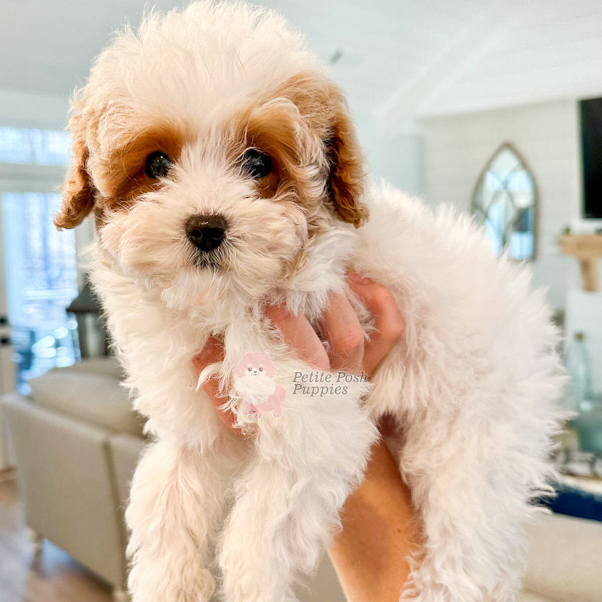 Bitsy-CKC-FB-bright-white-and-red-parti-Toy-Goldendoodle-Petite-Posh-Puppies