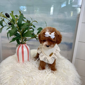 Bitsy - FB Cavapoo Puppy - BPPP Litter --_