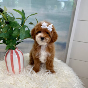 Bitsy - FB Cavapoo Puppy - BPPP Litter --_