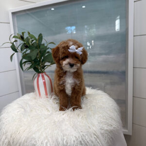 Bitsy - FB Cavapoo Puppy - BPPP Litter --_