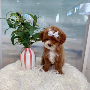 Bitsy - FB Cavapoo Puppy - BPPP Litter --_