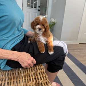 Bitsy - FB Cavapoo Puppy - BPPP Litter --_