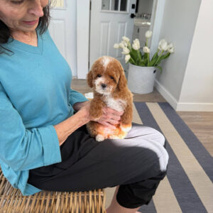 Bitsy - FB Cavapoo Puppy - BPPP Litter --_