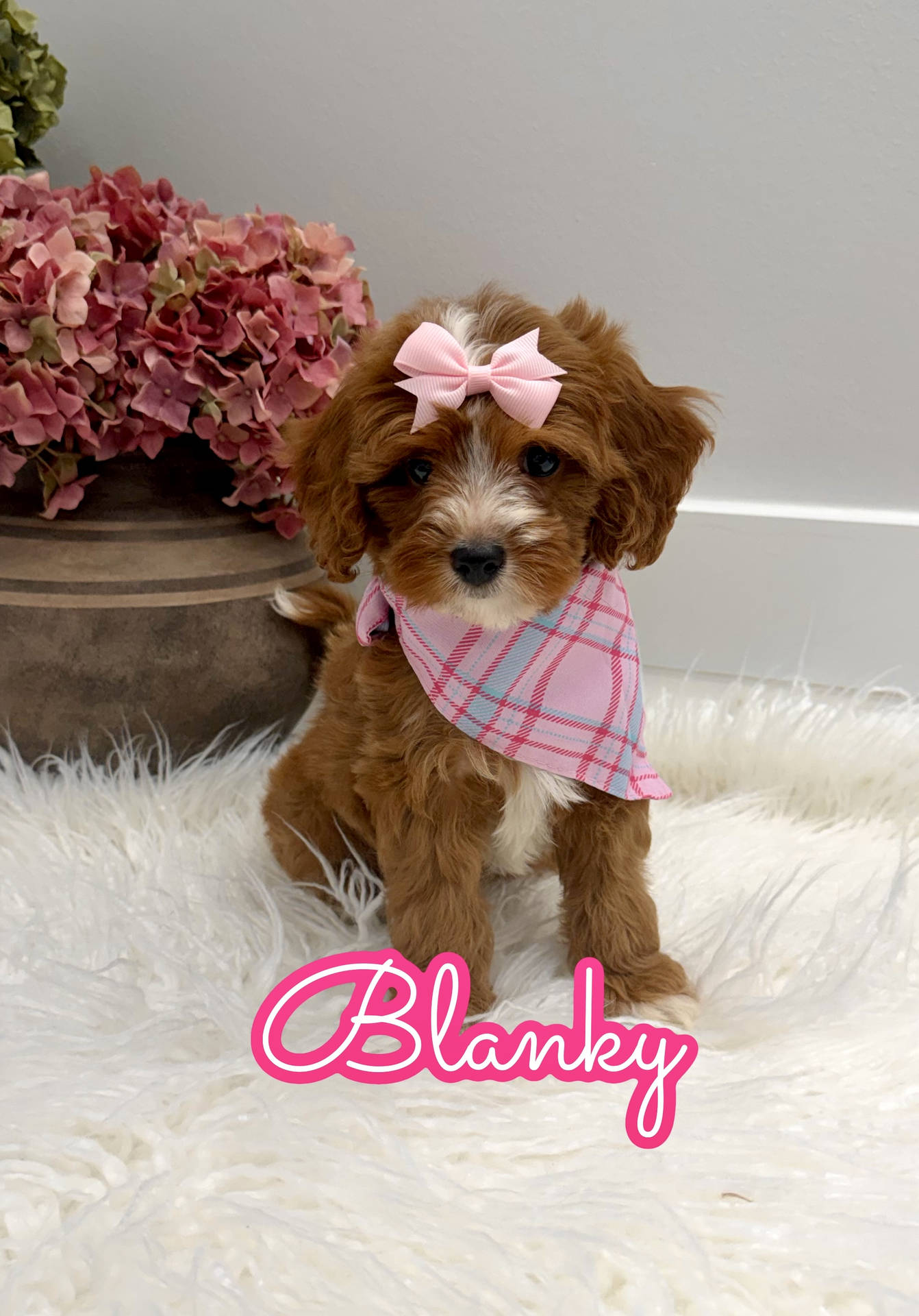Blanky - FBB Cavapoo Puppy - Litter --_