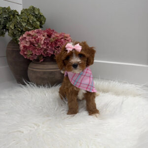 Blanky - FBB Cavapoo Puppy - Litter --_