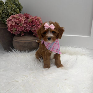 Blanky - FBB Cavapoo Puppy - Litter --_