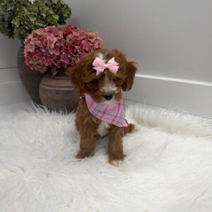 Blanky - FBB Cavapoo Puppy - Litter --_