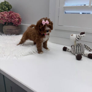 Blanky - FBB Cavapoo Puppy - Litter --_