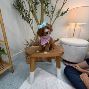 Blanky - FBB Cavapoo Puppy - Litter --_