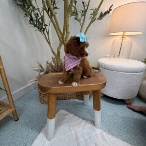 Blanky - FBB Cavapoo Puppy - Litter --_