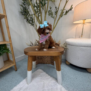Blanky - FBB Cavapoo Puppy - Litter --_