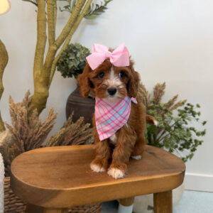 Blanky - FBB Cavapoo Puppy - Litter --_