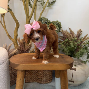 Blanky - FBB Cavapoo Puppy - Litter --_