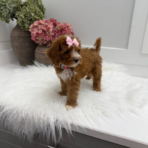 Blanky - FBB Cavapoo Puppy - Litter --_