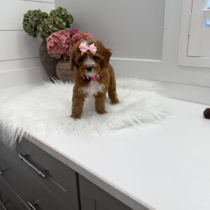 Blanky - FBB Cavapoo Puppy - Litter --_