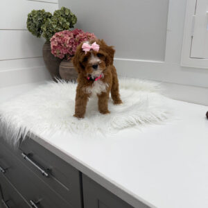 Blanky - FBB Cavapoo Puppy - Litter --_