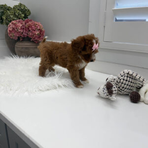 Blanky - FBB Cavapoo Puppy - Litter --_