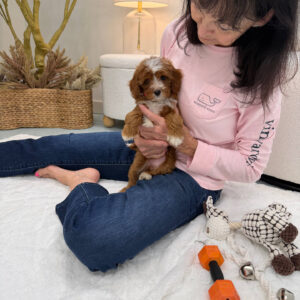 Blanky - FBB Cavapoo Puppy - Litter --_