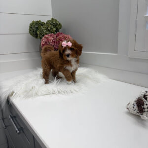 Blanky - FBB Cavapoo Puppy - Litter --_