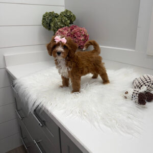Blanky - FBB Cavapoo Puppy - Litter --_