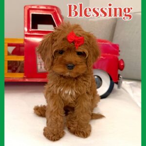 Blessing - Teddy Bear Red White Female F Cavapoo - BPPP