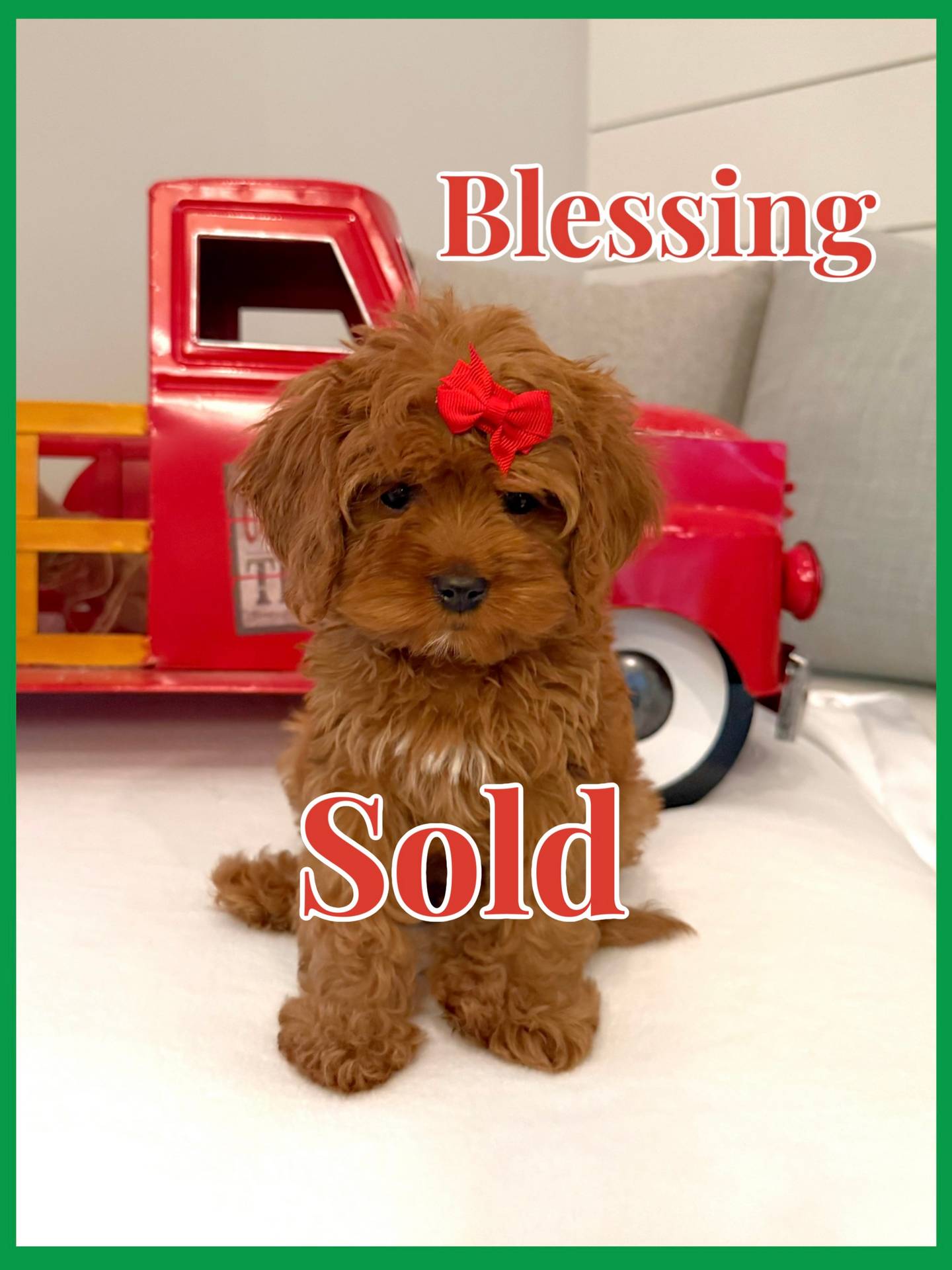 Blessing - Teddy Bear Red White Female F Cavapoo - BPPP - Forever Home in Lakeland- FL